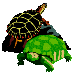 Dieren Schildpadden Dieren plaatjes 