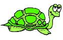 Dieren Schildpadden Dieren plaatjes 