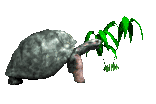 Dieren Schildpadden Dieren plaatjes 