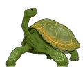Dieren Schildpadden Dieren plaatjes 