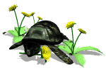 Dieren Schildpadden Dieren plaatjes 