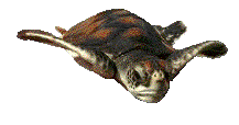 Dieren Schildpadden Dieren plaatjes 