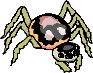 Dieren Spinnen Dieren plaatjes 