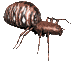 Dieren Spinnen Dieren plaatjes 