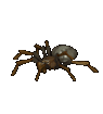 Dieren Spinnen Dieren plaatjes 