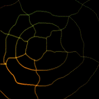 Dieren Spinnen Dieren plaatjes Gekleurde Spin In Web