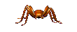 Dieren Spinnen Dieren plaatjes 