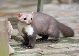 Dieren Dieren plaatjes Steenmarter 