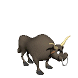 Dieren Dieren plaatjes Stier 