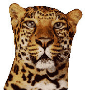 Dieren Tijger Dieren plaatjes 