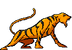 Dieren Tijger Dieren plaatjes 