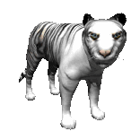 Dieren Tijger Dieren plaatjes 
