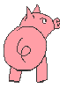 Dieren Varkens Dieren plaatjes 