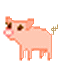 Dieren Varkens Dieren plaatjes 