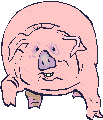 Dieren Varkens Dieren plaatjes 