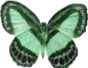 Dieren Vlinders Dieren plaatjes Groene Vlinder 