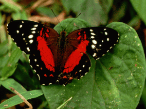 Dieren Vlinders Dieren plaatjes 