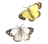 Dieren Vlinders Dieren plaatjes 