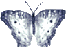 Dieren Vlinders Dieren plaatjes 