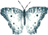 Dieren Vlinders Dieren plaatjes 