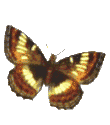 Dieren Vlinders Dieren plaatjes 