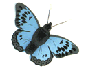 Dieren Vlinders Dieren plaatjes Blauw Zwarte Vlinder 