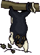 Dieren Dieren plaatjes Wasbeer 