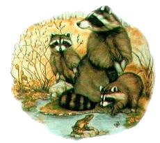 Dieren Dieren plaatjes Wasbeer 