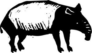 Dieren Dieren plaatjes Wild zwijn 