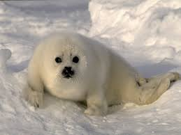 Dieren Dieren plaatjes Witte zeehond 