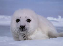 Dieren Dieren plaatjes Witte zeehond Witte Zeehond Die Op Zoek Is Naar Vis