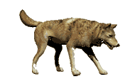 Dieren Wolven Dieren plaatjes 