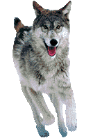 Dieren Wolven Dieren plaatjes 