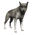 Dieren Wolven Dieren plaatjes 