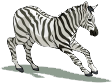 Dieren Zebra Dieren plaatjes 