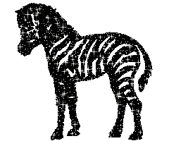 Dieren Zebra Dieren plaatjes 