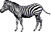 Dieren Zebra Dieren plaatjes 