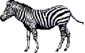 Dieren Zebra Dieren plaatjes 