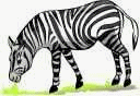 Dieren Zebra Dieren plaatjes Grazende Zebra