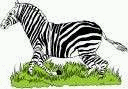 Dieren Zebra Dieren plaatjes 