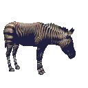 Dieren Zebra Dieren plaatjes 