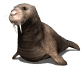 Dieren Dieren plaatjes Zeehond 