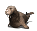 Dieren Dieren plaatjes Zeehond 