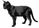 Dieren Zwarte kat Dieren plaatjes 