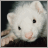 Dollz plaatjes Dollz icons 