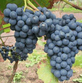 Eten en drinken Druiven Eten en drinken plaatjes Blauwe Druiven