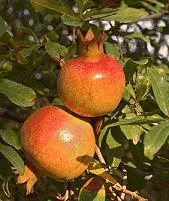 Eten en drinken Eten en drinken plaatjes Granaatappel 