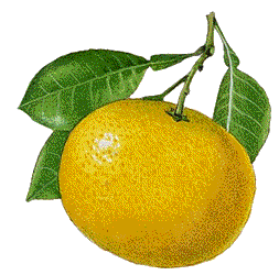 Eten en drinken Grapefruit Eten en drinken plaatjes 