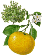 Eten en drinken Grapefruit Eten en drinken plaatjes 