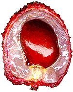 Eten en drinken Eten en drinken plaatjes Lychee 
